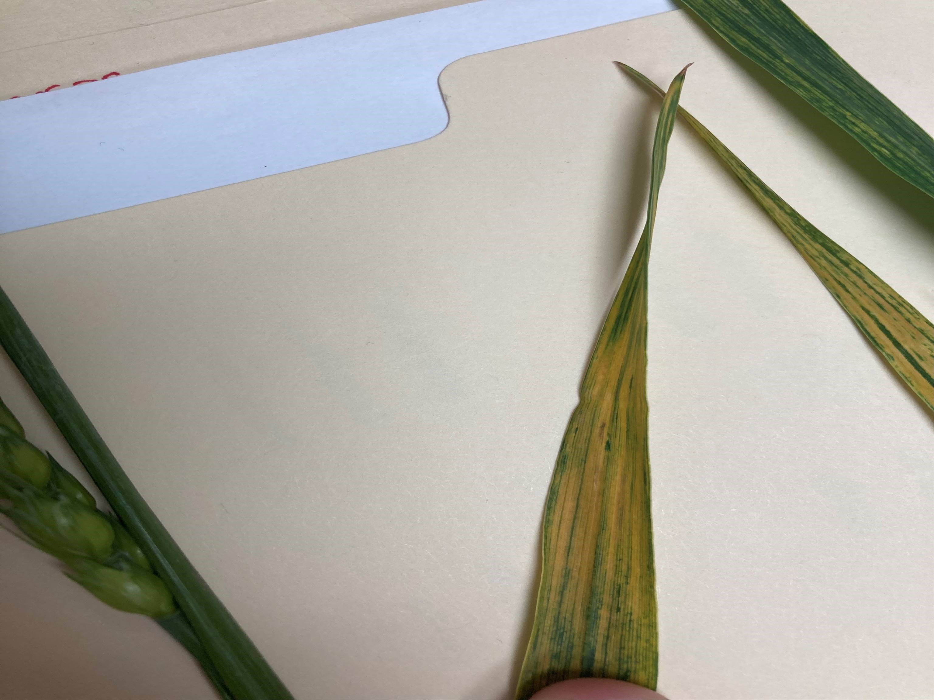 wheat spindle streak orthomosaic virus by John Pullis